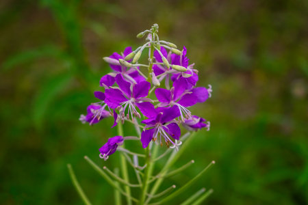 Pink flower of rosebay willowherb Chamaenerion angustifolium on light green background.の写真素材