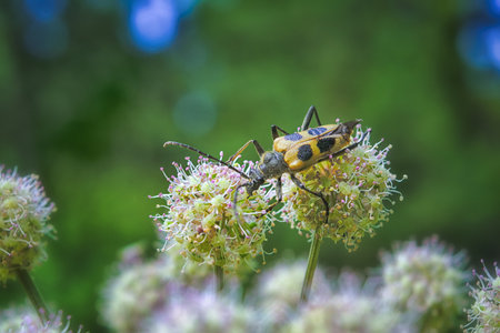 Longhorn beetle, Pachyta quadrimaculata. Pachyta quadrimaculata - beetle in nature. Close up, soft...