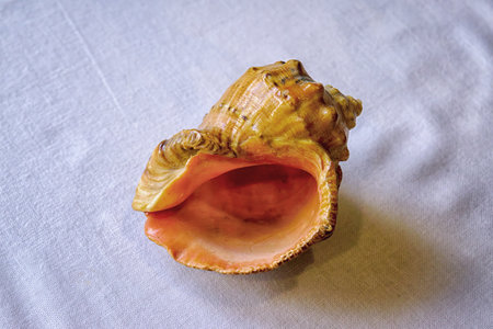 Empty shell from rapana venosa isolated on white background close-up.