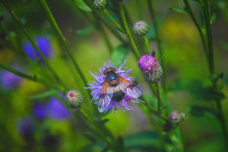 A Great Pied Hoverfly (Volucella pellucens) feeding from a pink thistle flower against a blurred green background.の写真素材