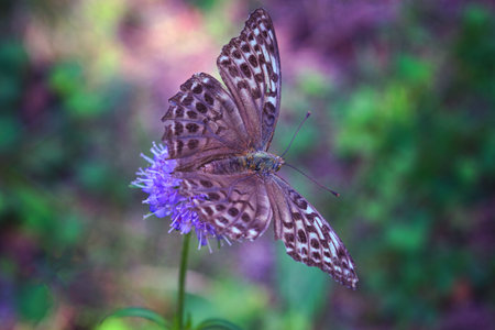 Butterfly fritillary with open orange wings with dots dotted on a flower close-up.