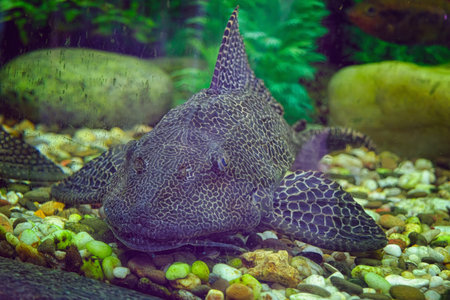 Sheatfish Pterygoplichthys gibbiceps close-up in aquarium.