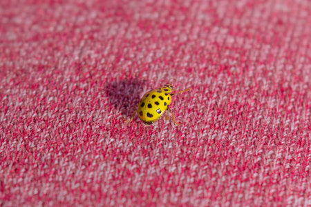 A macro image of a yellow 22 Spot Ladybird - Psyllobora vigintiduopunctata.の写真素材