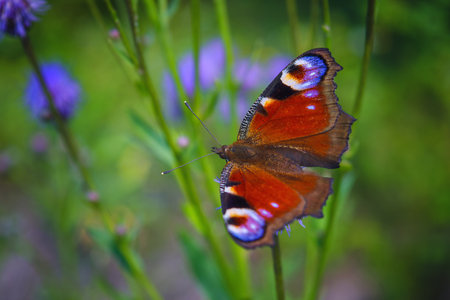 Aglais io or European Peacock Butterfly or Peacock. Butterfly on flower. A brightly lit red-brown orange butterfly with blue lilac spots on its spread wings sits on purple yellow flowers.の写真素材