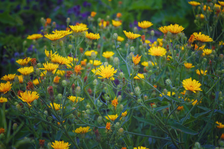 Crepis sibirica, branch with yellow flowers from Ural mountains against green background close-up.の写真素材