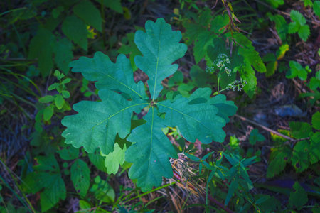Quercus mongolica young plant in the forest.