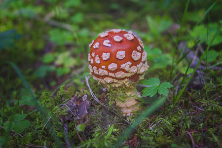 Fly agaric mushrooms (amanita muscaria) growing on forest floor.