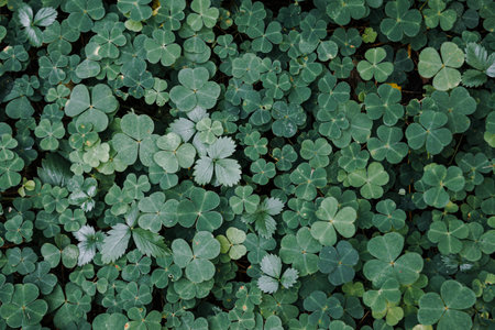 Creeping wood-sorrel or Oxalis corniculata decoration garss leaf. Clover. Close up Creeping ladys...