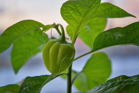 The green fruit of the hot habanero pepper ripens on a branch.の写真素材