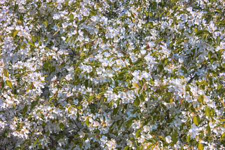 Apple tree blossom spring background of blooming flowers beautiful nature with blossoming tree spring flowers.の写真素材