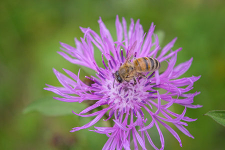A honey bee digs amongst a thistle flower for pollen. Apis mellifera.