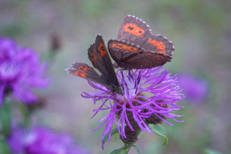 Two Large ringlet (Erebia euryale isaria) butterflies on a violet bloom against green blurred background.の写真素材