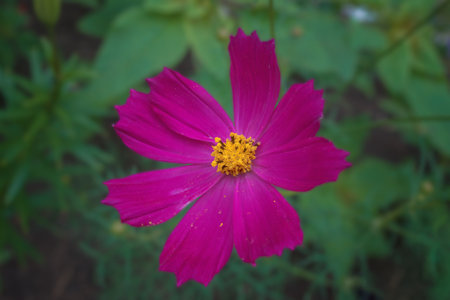 A large bright pink cosmos flower with eight petals and a yellow center on a blurred green background. The photo was taken close-up, macro.の写真素材
