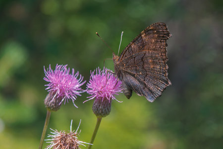 Aglais io or European Peacock Butterfly or Peacock. Butterfly on flower. A brightly lit red-brown orange butterfly with blue lilac spots on its spread wings sits on purple yellow flowers.の写真素材
