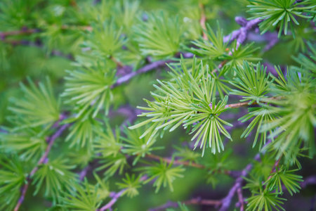 Young branches of larch. Closeup of green larch young needles. Larix sibirica, the Siberian larch or Russian larch.の写真素材
