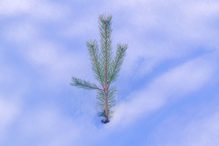 Close-up of a young pine plant against the background of a snowy surface.