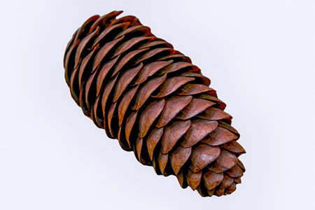 Fir-tree cone isolated on the white background.