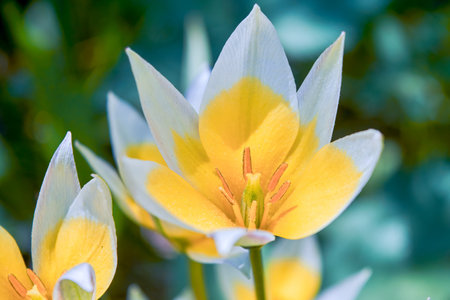 wild tulip flowers, tulpia tarda, yellow white in flower bed with dark green background, in summer, macro photography, close-upの写真素材