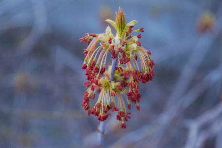 Ash-leaved maple inflorescences on tree branch.の写真素材