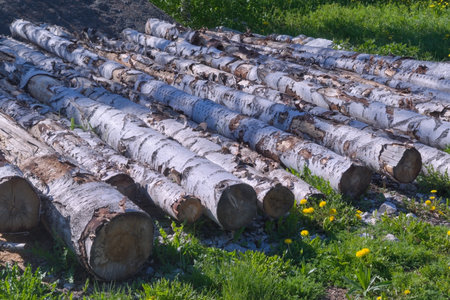 Birch logs lie on green grass close-up.