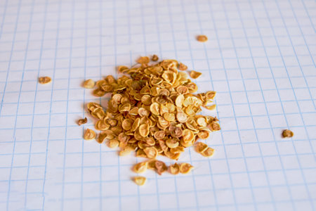 Dry hot pepper seeds against the background of a checkered notebook sheet close-up.の写真素材