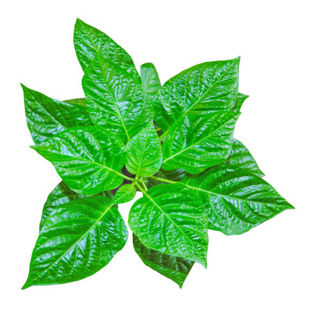 Sprout of Habanero Chili Pepper Plant Grown from Seed. Pepper Sprout. Homegrown organic plant.の写真素材