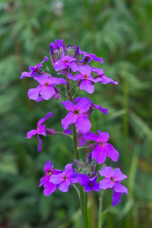 Branch of Violet flowers of Sweet Dames rocket (Dame's violet, Hesperis matronalis) on the...