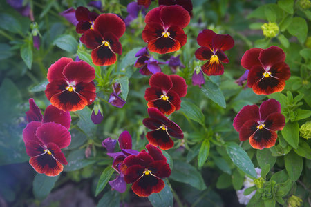 Beautiful garden pansy Viola wittrockiana flowers closeup with colourful purple violet petals.の写真素材