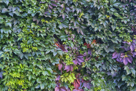 Leafy green texture. Virginia creeper or five leaves ivy climbing plant pattern. Parthenocissus...