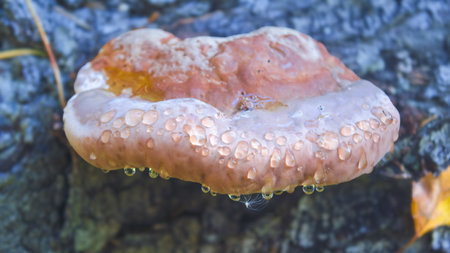 Mushroom Fomitopsis pinicola with drops of dew on tree trunk. Close-up.の写真素材