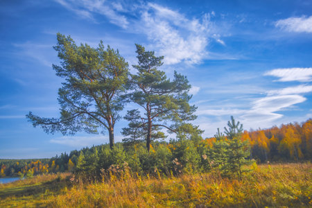 Autumn landscape meadow and forest in the background against the backdrop of a beautiful blue sky and white clouds.の写真素材
