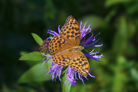 A close-up of a butterfly (scientific name Argynnis Aglaja) sits on a flower.の写真素材