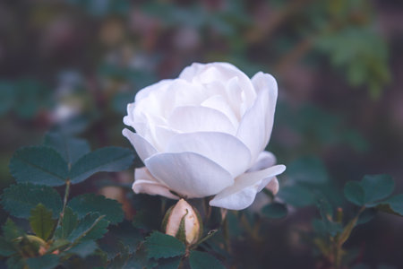 White rose with green leaf background. Beautiful white rose in the garden close-up.の写真素材