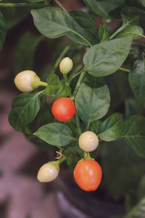 Decorative hot pepper multi-colored round fruits and leaves, close-up.