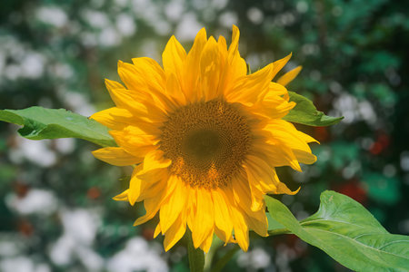 Beautiful sunflower flower close up on a blurred plant background.の写真素材