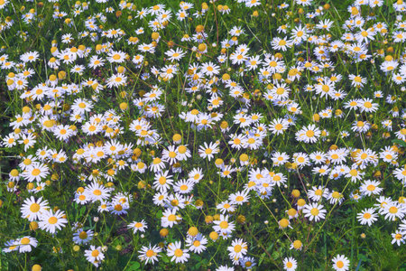 Close-up of white chamomile flowers. Summer landscape. White chamomile flowers.の写真素材