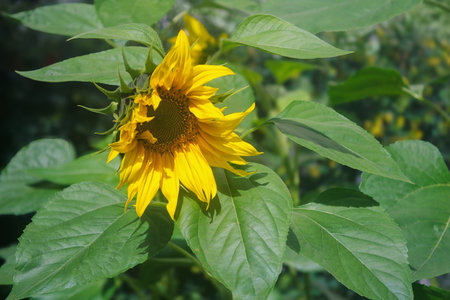 Sunflower flower close-up on a blurred plant background.の写真素材