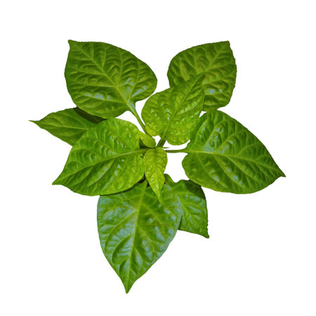 Sprout of Habanero Chili Pepper Plant Grown from Seed. Pepper Sprout. Homegrown organic plant.の写真素材