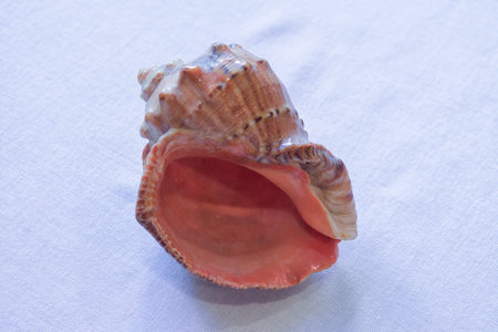 Empty shell from rapana venosa on white background close-up.の写真素材