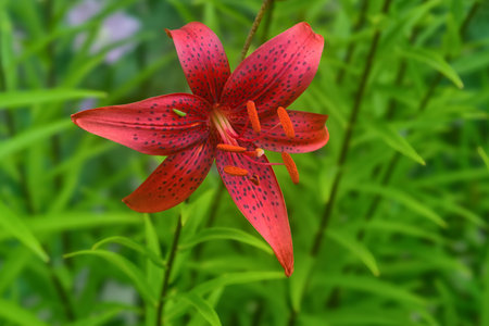 Close up red lily in full bloom. Red lilies bloom in the garden on a green background.の写真素材