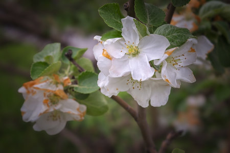 Branch of a wild apple tree with white flowers in spring close-up. Malus prunifolia.の写真素材