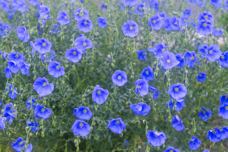 Blue flowers of blooming flax on a sunny morning close-up on a flax field.の写真素材