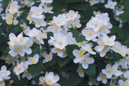 Close up picture of jasminum sambac flower. Photography of jasminum sambac flowers.の写真素材