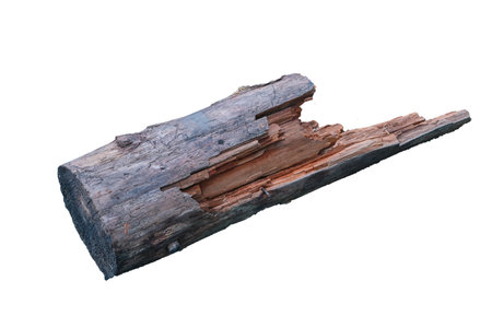 Old rotten log isolate on a white background close-up.の写真素材