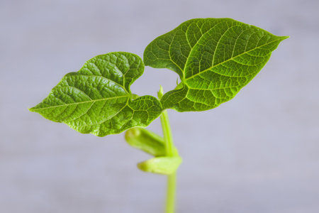 Bean sprout - a young plant with a close -up leavesの写真素材