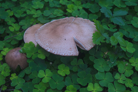 Tricholoma imbricatum mushroom in the summer forest close-up.の写真素材