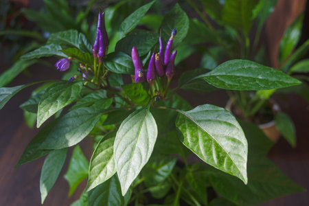 Purple chilli flowers in pot on wooden table, stock photoの写真素材