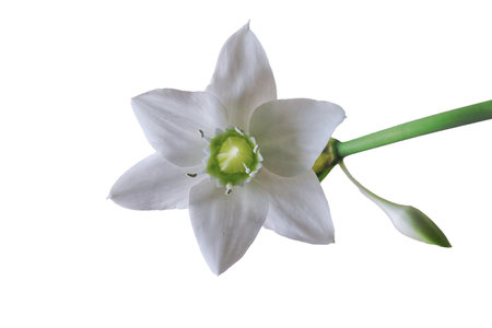white narcissus flower isolated on white background, clipping path included.の写真素材
