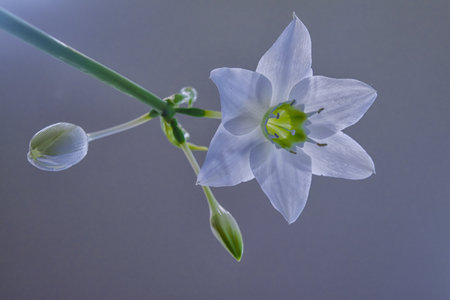 Beautiful white flowers of Eucharis Amazonian lily on a grey backgroundの写真素材