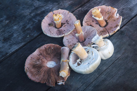 Mushrooms on old wooden table, vintage style, top viewの写真素材